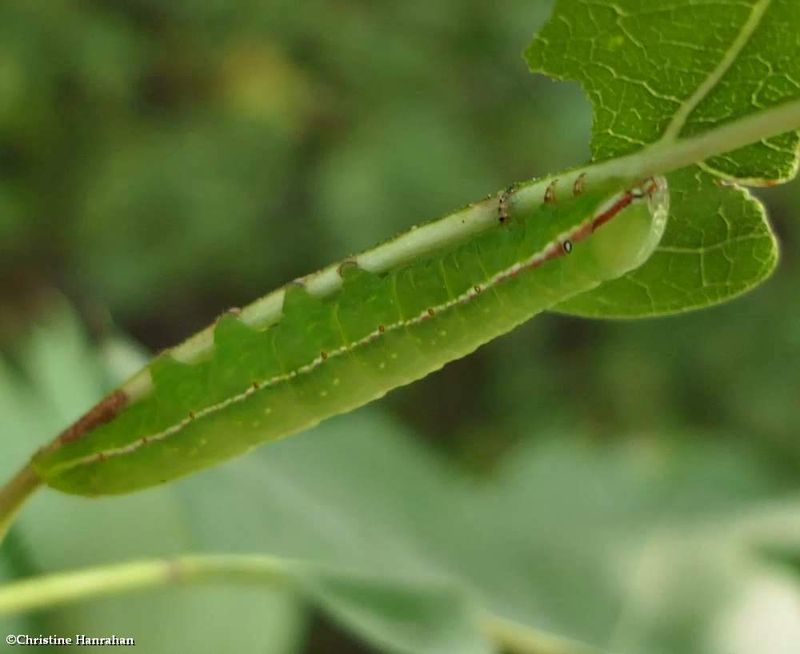 Angulose prominent moth caterpillar (Peridea angulosa), #7920  [September 12]
