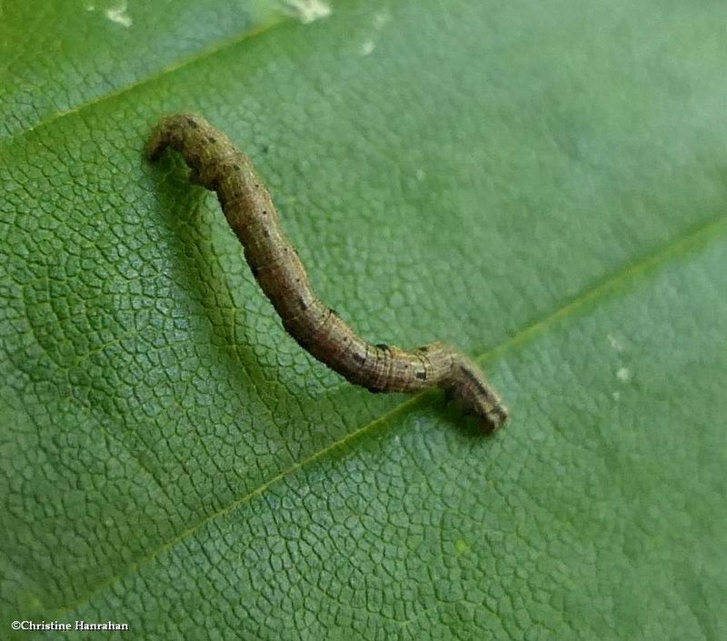 Brown bark carpet moth caterpillar  (Horisme intestinata)?,  #7445  [September 12]