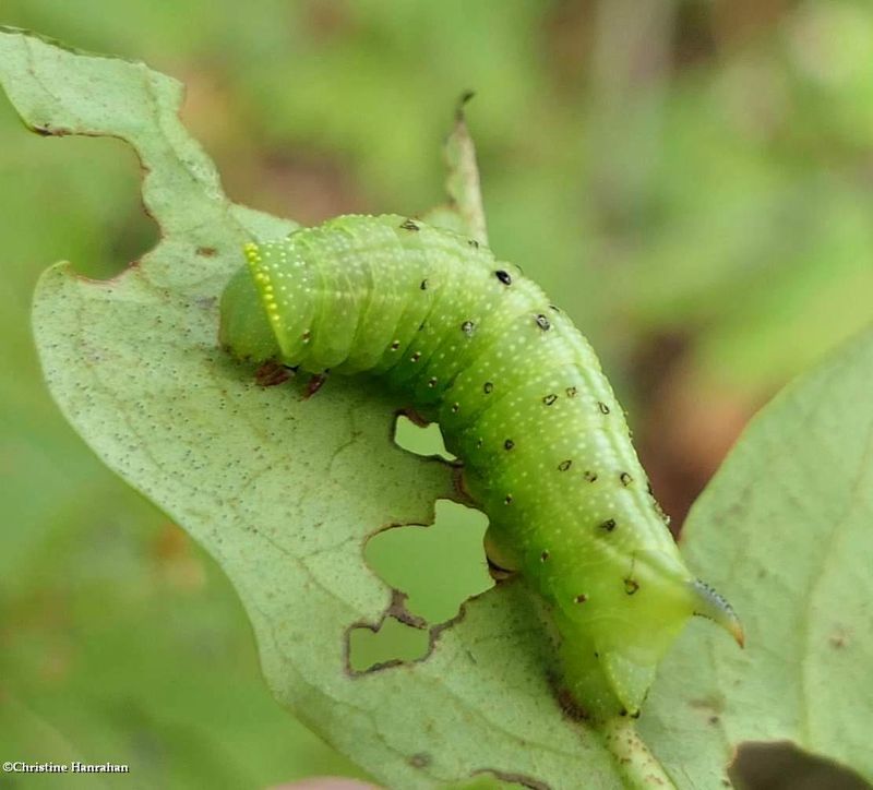 Hummingbird moth caterpillar (Hemaris thysbe), #7853 [September 12]