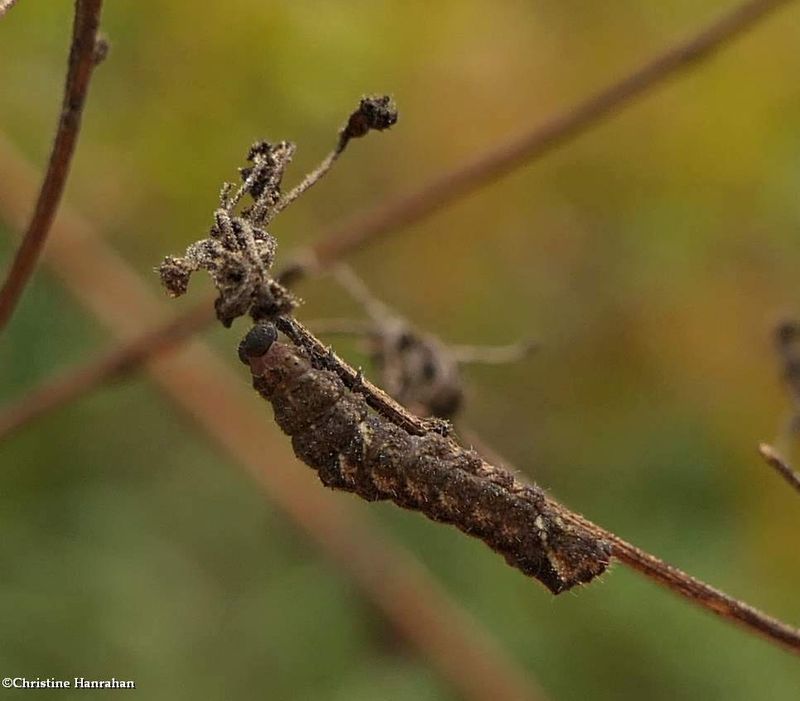 Erebidae moth caterpillar (Palthis sp.)   [September 12]
