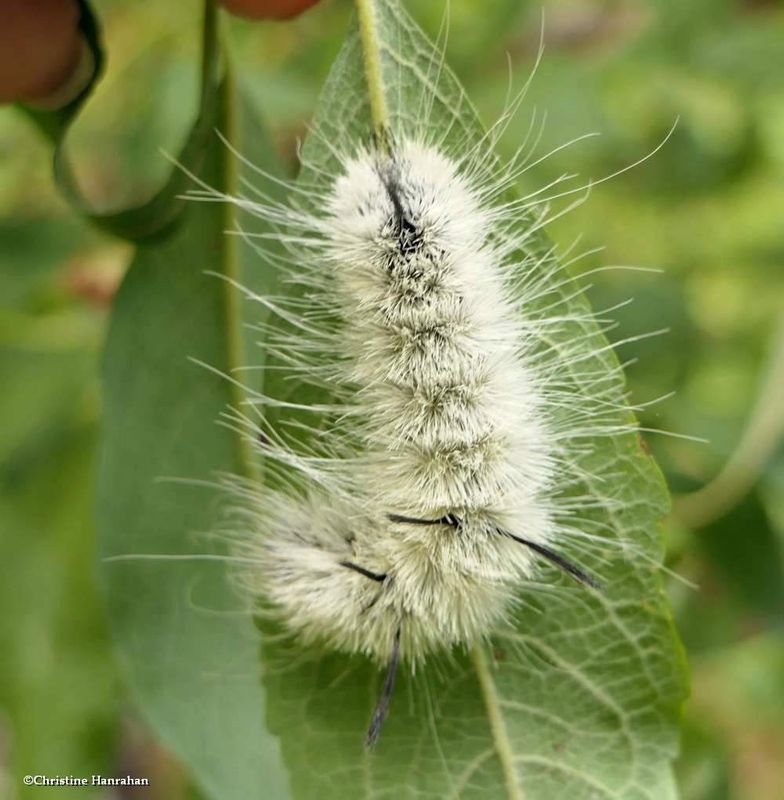 American dagger moth caterpillar (Acronicta americana), #9200  [September 12]