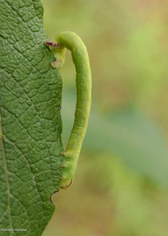 Yellow-dusted cream moth caterpillar  (Cabera erythemaria, #6677    [September 12]