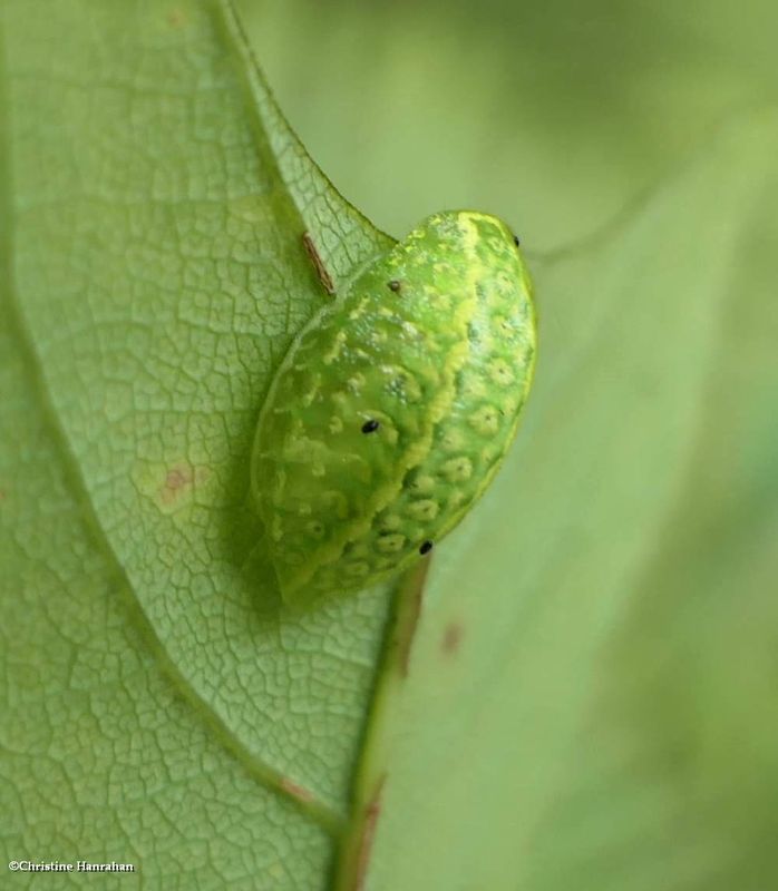 Yellow-shouldered slug moth caterpillar  (Lithacodes fasciola), #4665  [September 12]