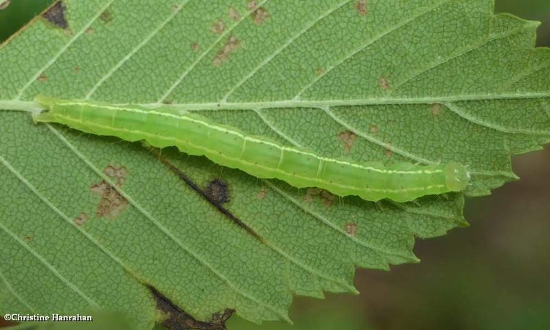 White-lined hypena moth caterpillar (Hypena abalienalis) ?,  #8445  [September 12]