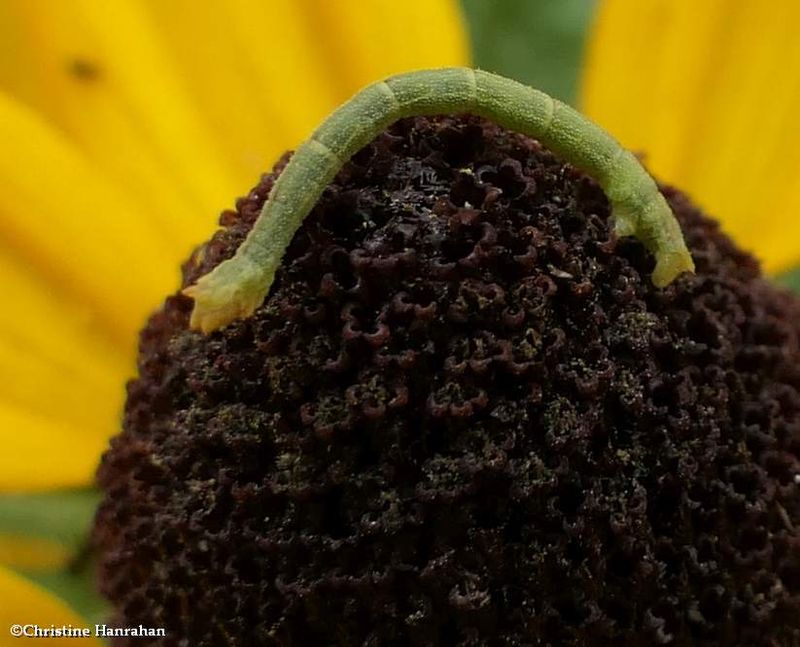 Blackberry looper moth caterpillar  (Chlorochlamys chloroleucaria), #7071  [September 12]