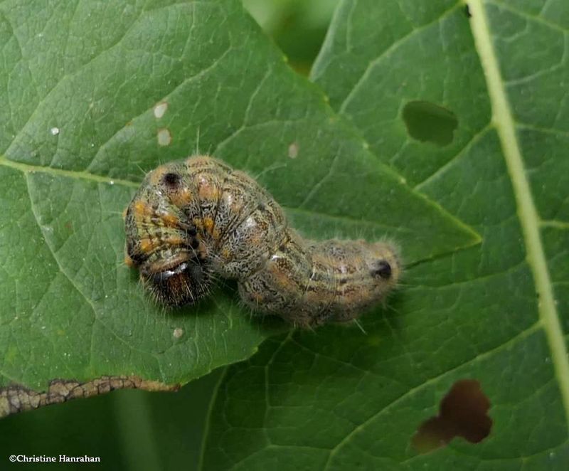 Prominent Moth caterpillar (Clostera)  [September 12]