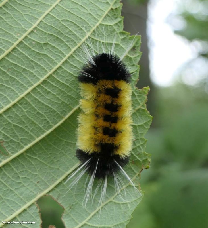 Spotted tussock moth caterpillar  (Lophocampa maculata), #8214  [September 12]