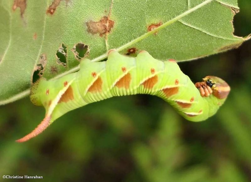 Waved sphinx moth caterpillar   (Ceratomia undulosa),  #7787  [September 12]