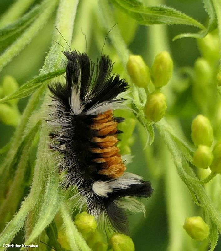 Milkweed tussock moth caterpillar  (Euchaetes egle), #8238  [August 10]