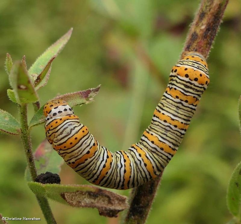 Pearly wood nymph moth caterpillar  (Eudryas unio), #9299  [September 12]