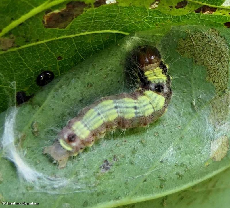 Prominent Moth caterpillar (Clostera)  [September 8]