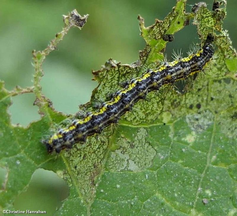 Tiger moth caterpillar (Haploa sp)  [September 8]