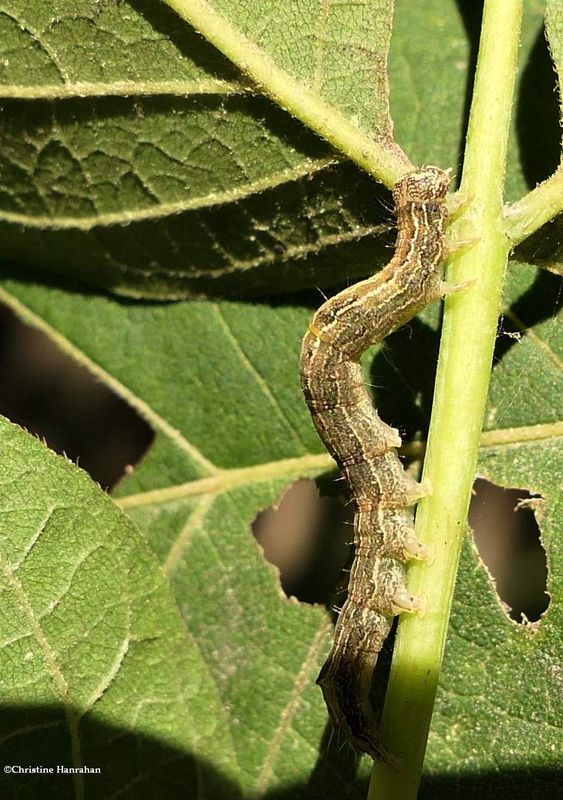 Maple zale moth caterpillar  (Zale galbanata), #8692  [September 8]
