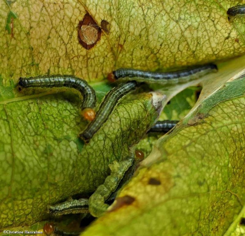 Cherry scallop shell moth caterpillars (Rheumaptera prunivorata), #7292  [September 8]