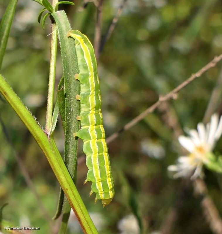 Black arches moth caterpillar  (Melanchra assimilis), #10295  [September 8]