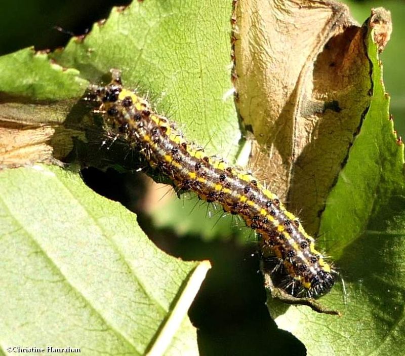 Tiger moth caterpillar (Haploa sp)  [September 8]
