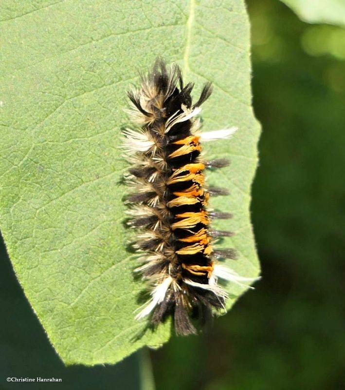 Milkweed tussock moth caterpillar  (Euchaetes egle), #8238  [September 8]