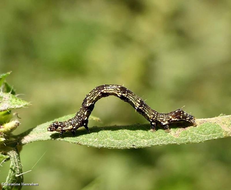 Small bird-dropping moth caterpillar  (Ponometia erastrioides), #9095  [September 8]