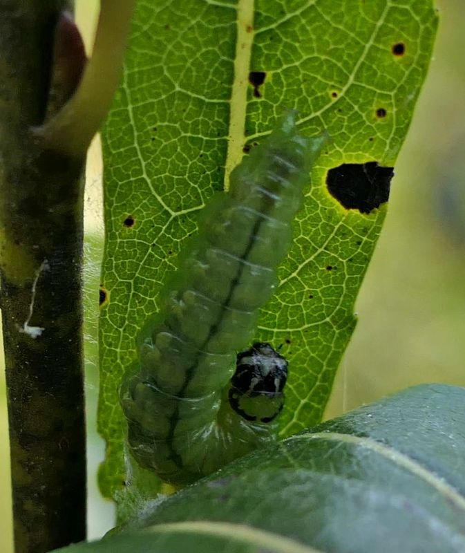 Pyraloidea moth caterpillar  [September 8]