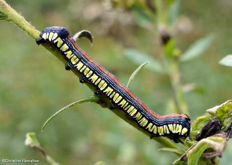 Brown-hooded owlet moth caterpillar  (Cucullia convexipennis), #10202  [September 21]