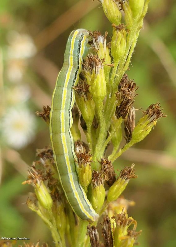 Striped garden moth caterpillar  (Trichordestra legitima),  #10304  [September 6]