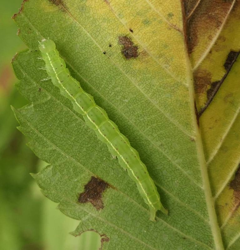 White-lined hypena moth caterpillar (Hypena abalienalis) ?,  #8445  [September 6]