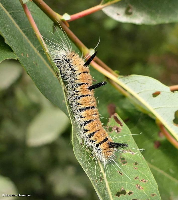 Large gray dagger moth caterpillar  (Acronicta insita), #9202  [September 6]