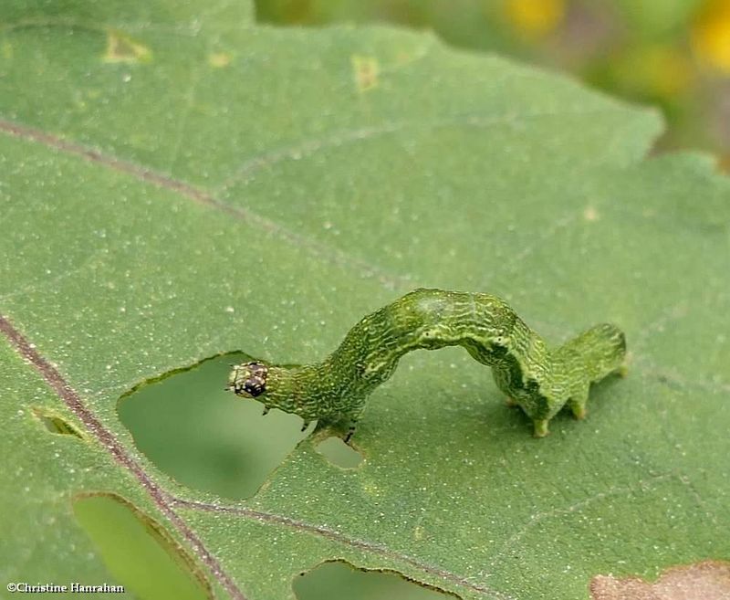 Olive-shaded bird-dropping moth caterpillar [September 6]