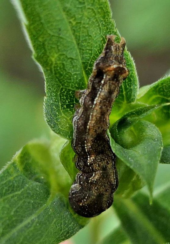 Noctuid moth caterpillar  (Elaphria sp. ?) [September 6]