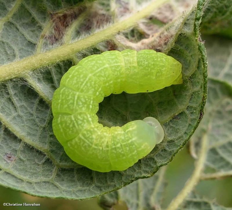 Noctuid moth caterpillar  [September 6]