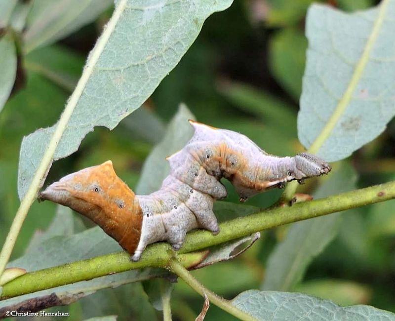Finned willow prominent moth caterpillar  (Notodonta scitipennis), #7926  [September 6]