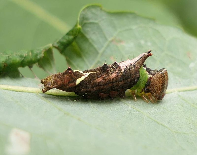 Unicorn moth caterpillar  (Coelodasys unicornis), #8007  [September 6]