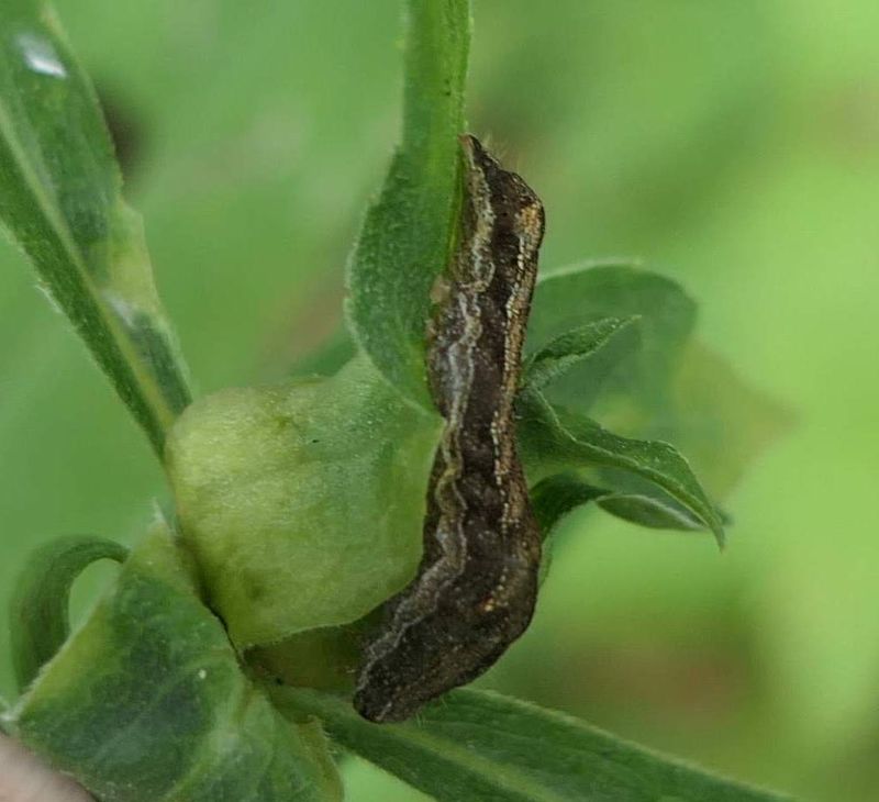 Noctuid moth caterpillar  (Elaphria sp. ?) 