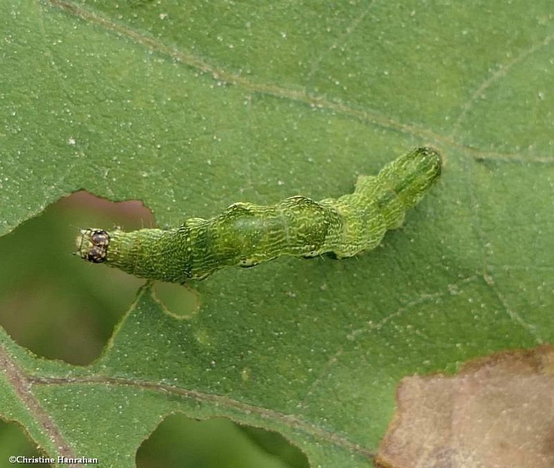 Olive-shaded bird-dropping moth caterpillar (Ponometia candefacta), #9090