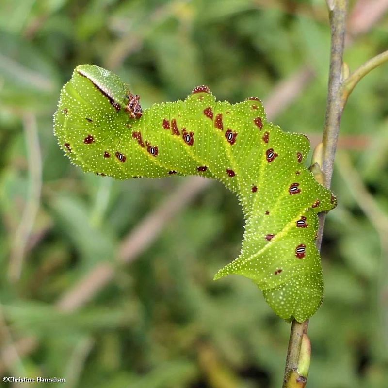 Blinded sphinx moth caterpillar (Paonias excaecata), #7824  [September 6]