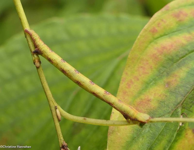 Yellow-dusted cream moth caterpillar  (Cabera erythemaria, #6677    [September 23]