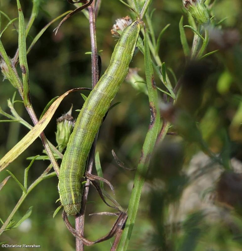 Noctuid moth caterpillar (Cucullia)  [September 23]