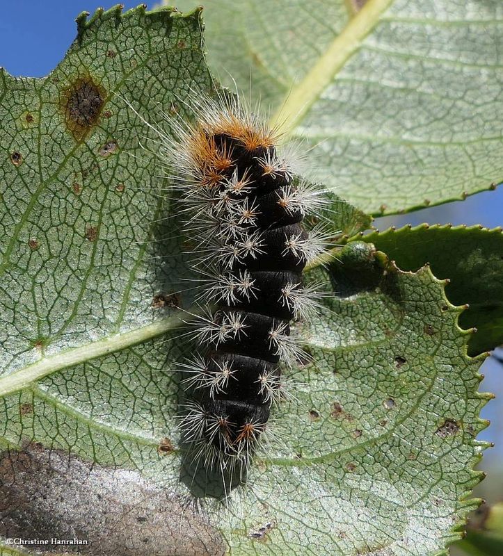 Impressive dagger moth caterpillar (Acronicta impressa), #9261  [September 23]