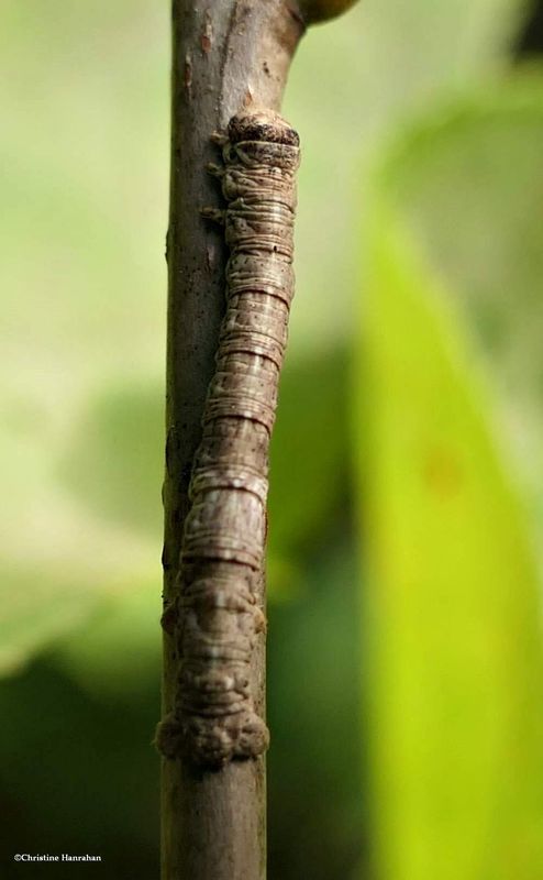 One-spotted variant moth caterpillar  (Hypagyrtis unipunctata, #6654 