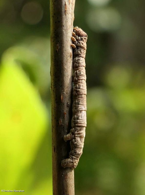 One-spotted variant moth caterpillar  (Hypagyrtis unipunctata, #6654  [September 3]