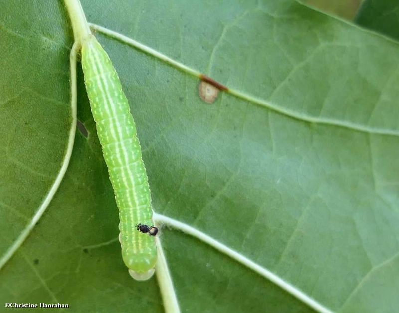 Angulose prominent moth caterpillar (Peridea angulosa), #7920  [September 3]