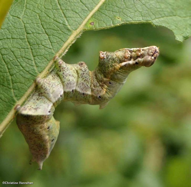 Finned willow prominent moth caterpillar  (Notodonta scitipennis), #7926  