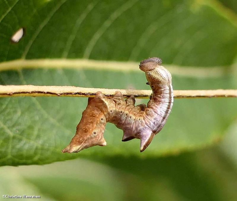Finned willow prominent moth caterpillar (Notodonta scitipennis), #7926