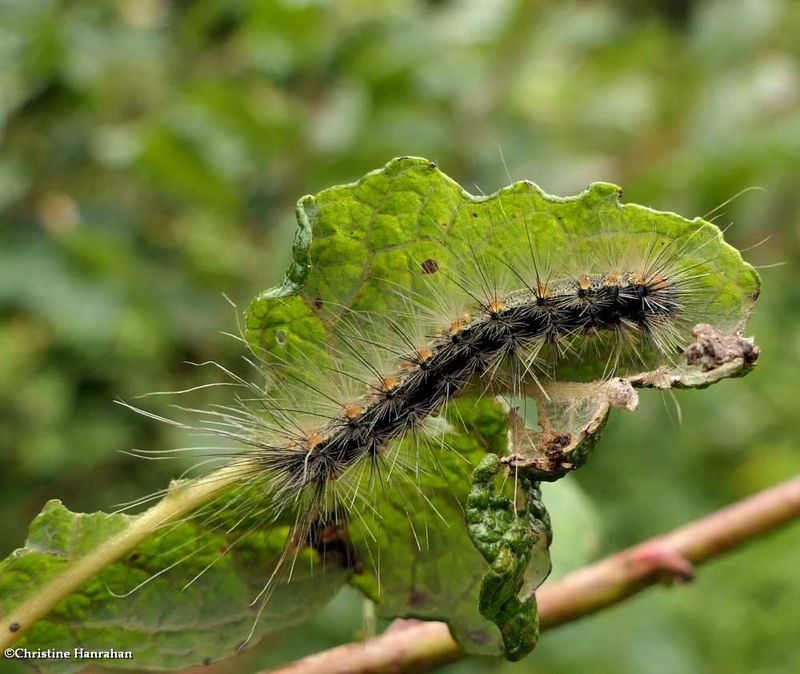 Fall webworm moth caterpillar  (Hyphantria cunea), #8140 [September 1]