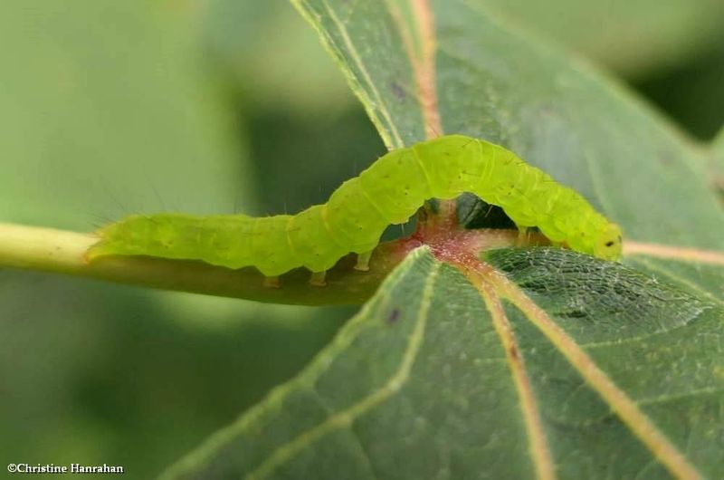 Erebidae moth (Hypena sp.)  [September 1]