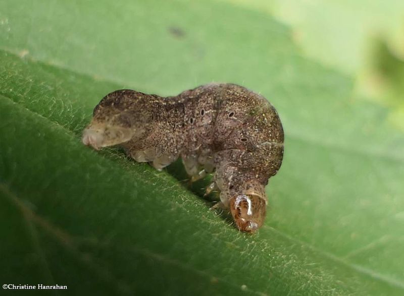 Noctuid moth caterpillar  [September 1]