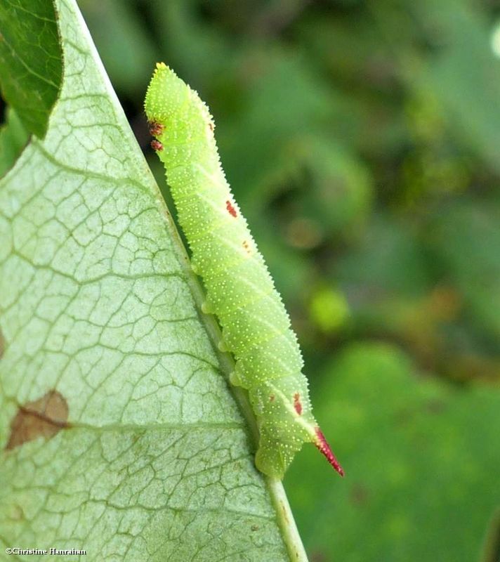 Small-eyed sphinx moth caterpillar  (<em>Paonias myops</em>), #7825  [September 1]