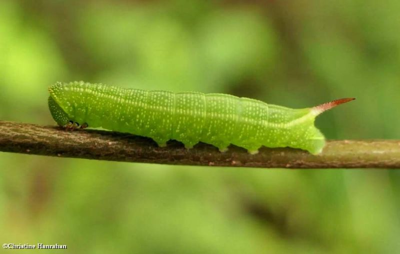 Hummingbird moth caterpillar (<em>Hemaris thysbe</em>), #7853 [September 1]