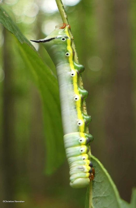 False sphinx moth caterpillar (Pheosia rimosa), #7922  [September 1]