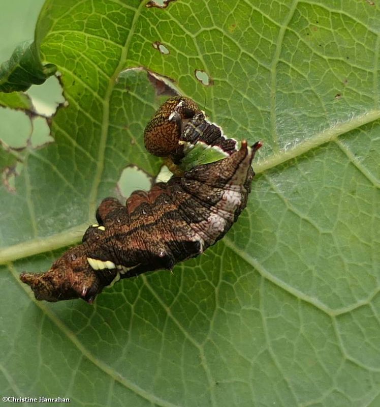 Unicorn moth caterpillar  (Coelodasys unicornis), #8007 